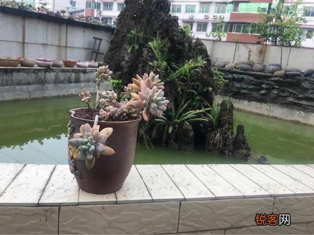 哪些多肉好养且好看,容易长成悬涯桩？