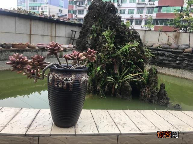 哪些多肉好养且好看,容易长成悬涯桩？