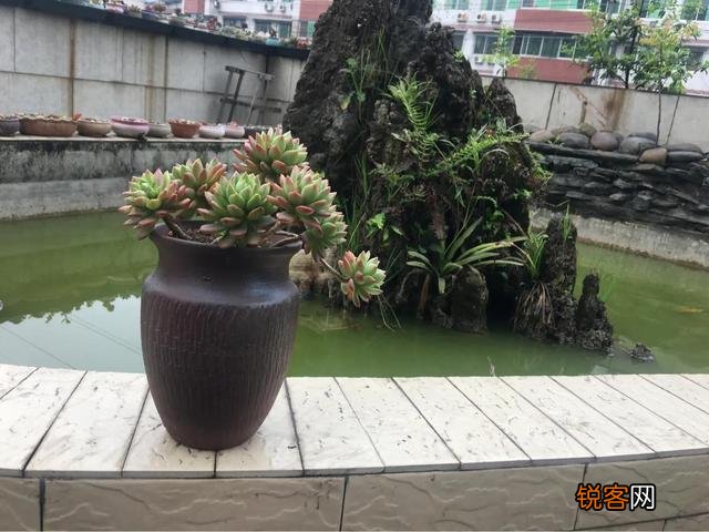 哪些多肉好养且好看,容易长成悬涯桩？