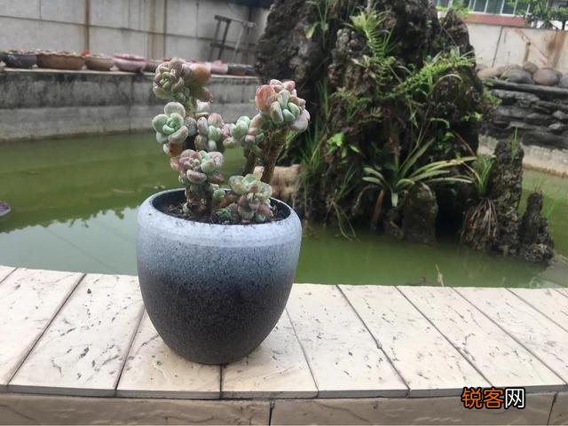哪些多肉好养且好看,容易长成悬涯桩？