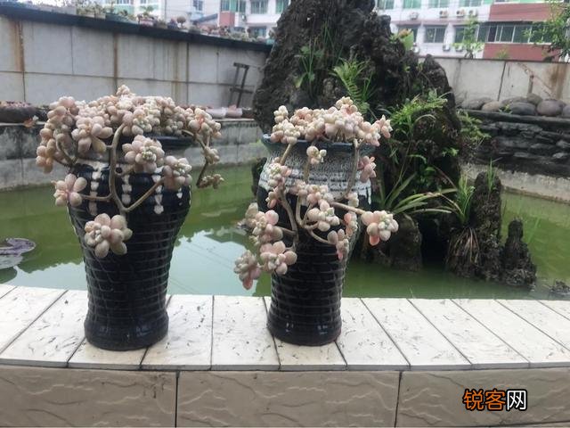 哪些多肉好养且好看,容易长成悬涯桩？