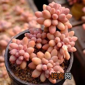 你觉得多肉很好养活吗？