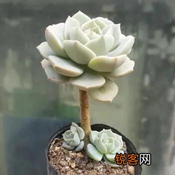 你觉得多肉很好养活吗？