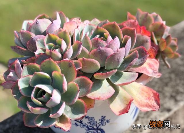 你觉得多肉很好养活吗？