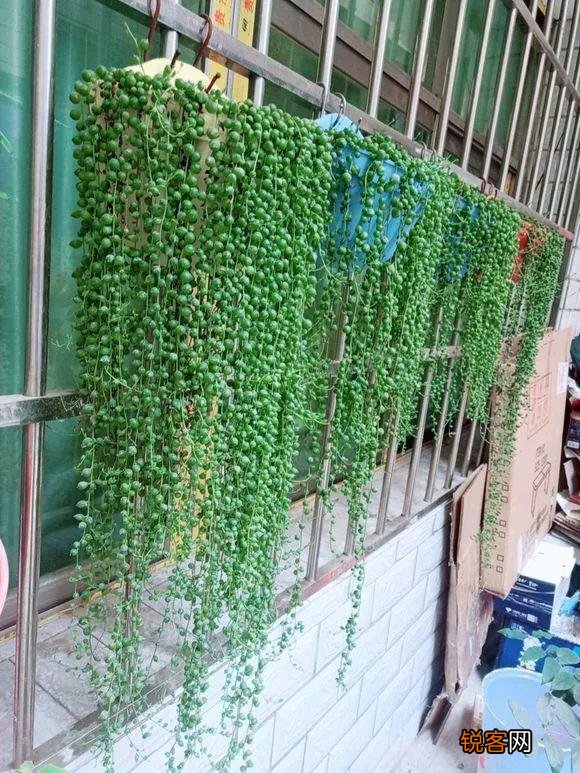 多肉有哪些品种不容易徒长又皮实的啊？