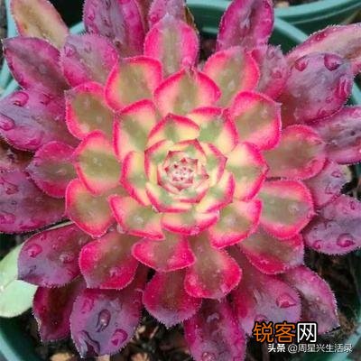 多肉有哪些品种不容易徒长又皮实的啊？