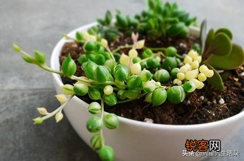 多肉有哪些品种不容易徒长又皮实的啊？