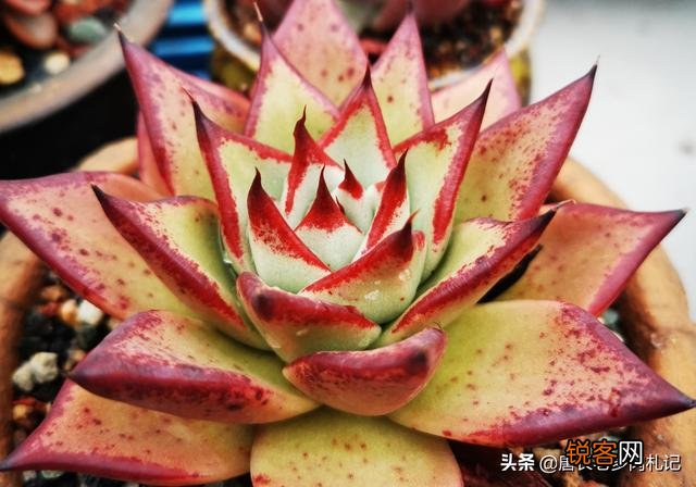 多肉有哪些品种不容易徒长又皮实的啊？
