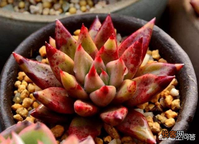 多肉植物有哪些养不死的品种？