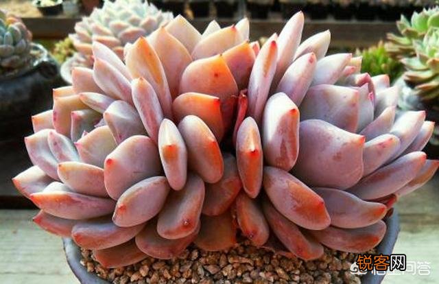 多肉植物有哪些养不死的品种？
