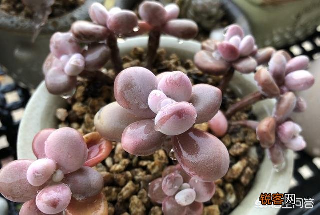 多肉植物有哪些养不死的品种？