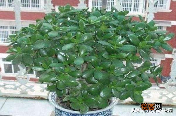 多肉植物有哪些养不死的品种？