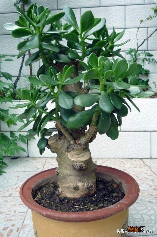 多肉植物有哪些养不死的品种？
