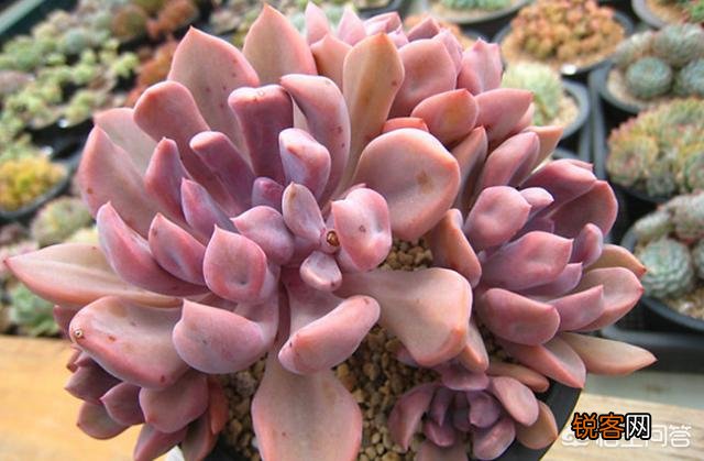 多肉植物有哪些养不死的品种？