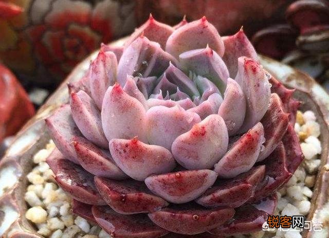 多肉植物有哪些养不死的品种？