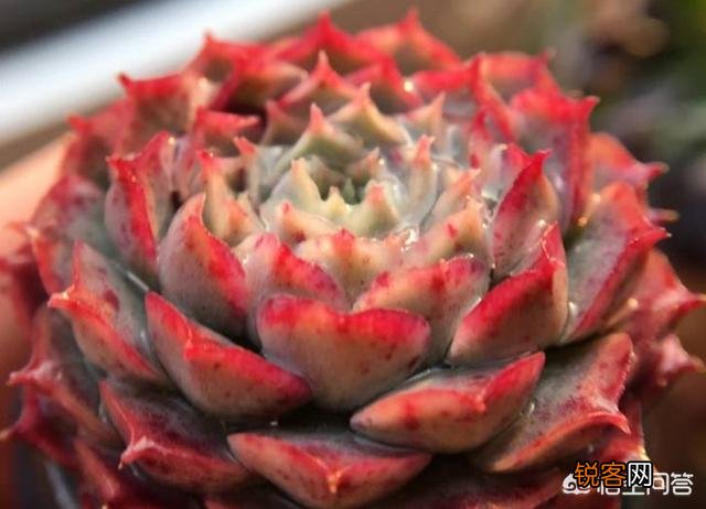 多肉植物有哪些养不死的品种？