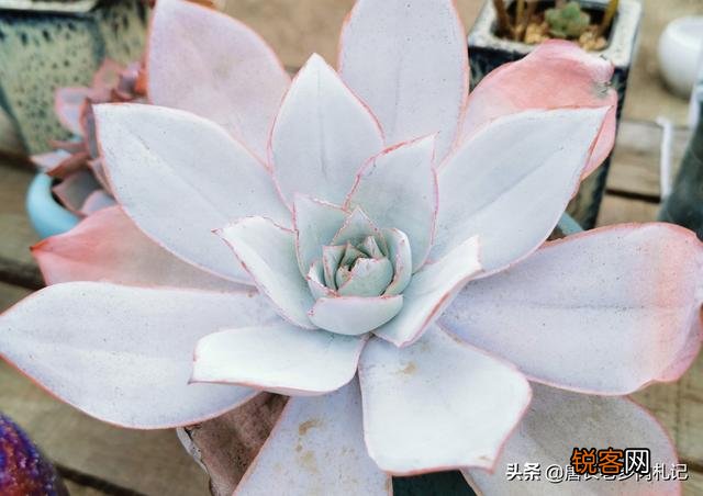 想问问有没有不爆盆,不群生的多肉,有的话可以推荐一下吗？