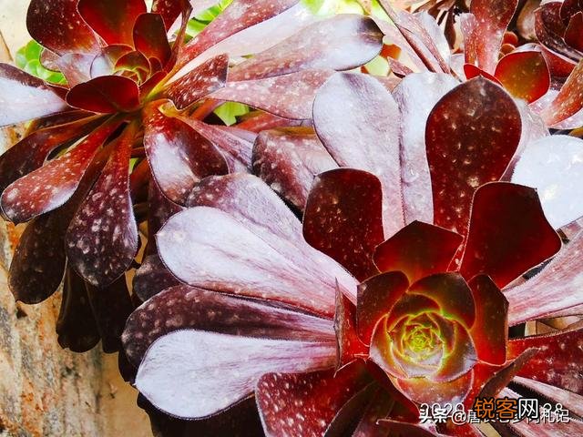 想问问有没有不爆盆,不群生的多肉,有的话可以推荐一下吗？