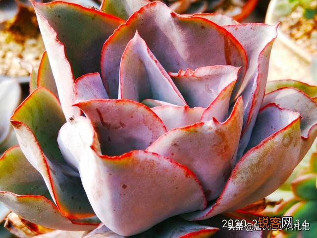 想问问有没有不爆盆,不群生的多肉,有的话可以推荐一下吗？