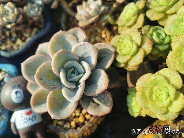 想问问有没有不爆盆,不群生的多肉,有的话可以推荐一下吗？