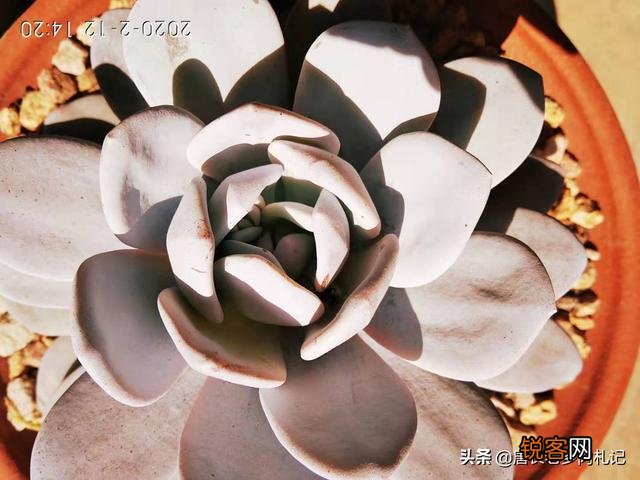 想问问有没有不爆盆,不群生的多肉,有的话可以推荐一下吗？