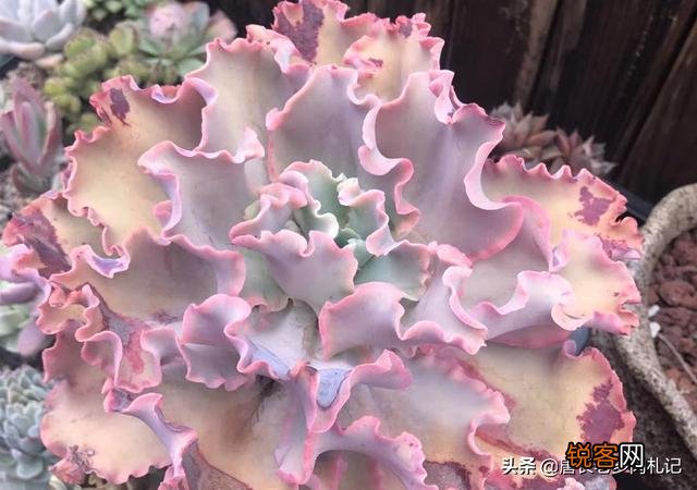 想问问有没有不爆盆,不群生的多肉,有的话可以推荐一下吗？