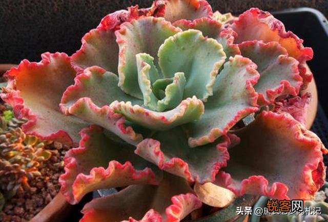 想问问有没有不爆盆,不群生的多肉,有的话可以推荐一下吗？