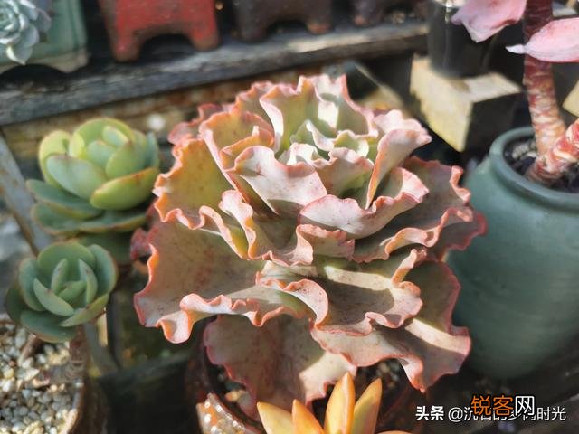 想问问有没有不爆盆,不群生的多肉,有的话可以推荐一下吗？