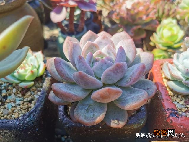 想问问有没有不爆盆,不群生的多肉,有的话可以推荐一下吗？