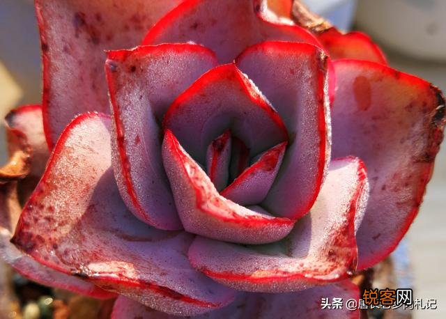 想问问有没有不爆盆,不群生的多肉,有的话可以推荐一下吗？