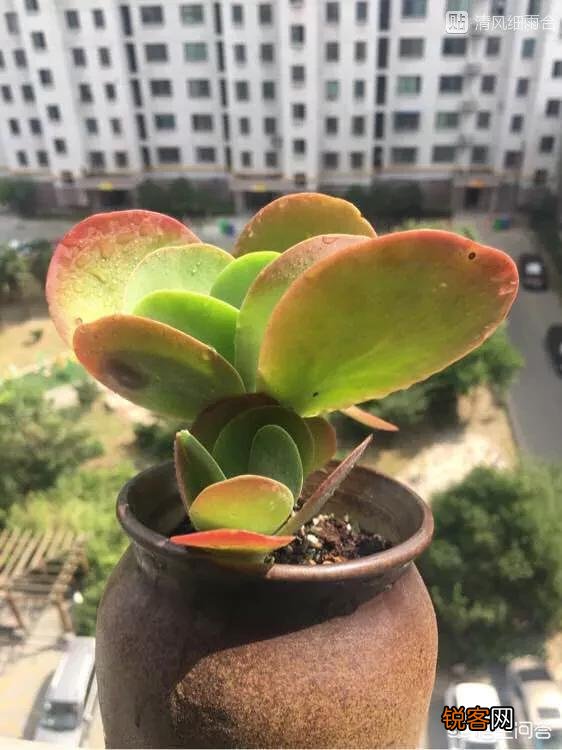 多肉容易度夏皮实好养的品种是什么？