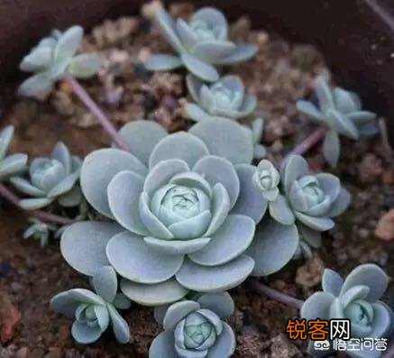 多肉容易度夏皮实好养的品种是什么？