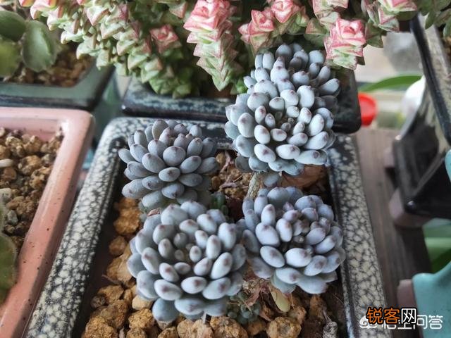 多肉容易度夏皮实好养的品种是什么？