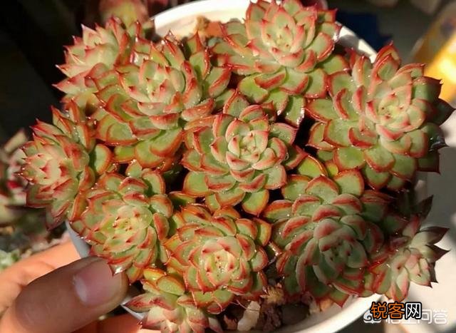 多肉普货中,容易养护又容易出状态的有哪些？