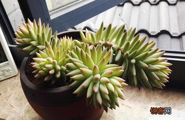 多肉普货中,容易养护又容易出状态的有哪些？