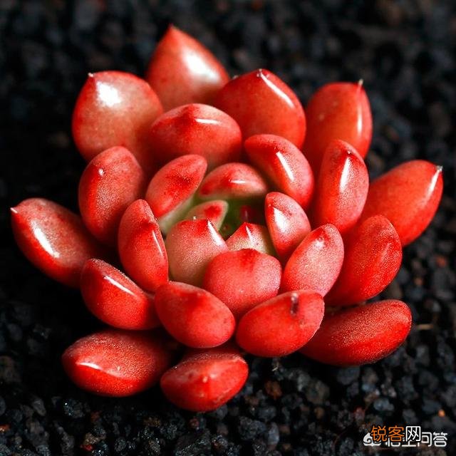 多肉普货中,容易养护又容易出状态的有哪些？