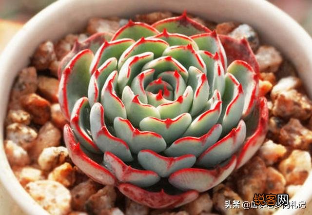 姬莲系镜莲多肉好养吗？介绍一下有哪些品种？