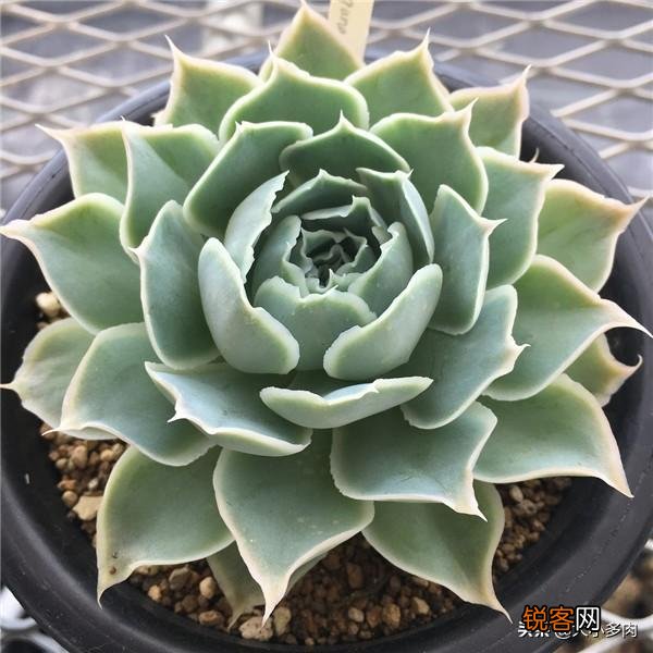 姬莲系镜莲多肉好养吗？介绍一下有哪些品种？