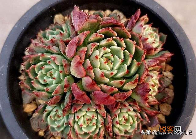 姬莲系镜莲多肉好养吗？介绍一下有哪些品种？