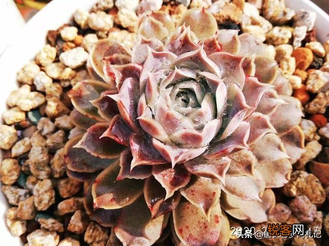 姬莲系镜莲多肉好养吗？介绍一下有哪些品种？