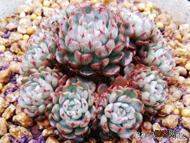 姬莲系镜莲多肉好养吗？介绍一下有哪些品种？