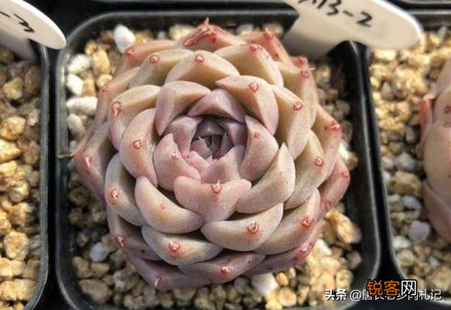 姬莲系镜莲多肉好养吗？介绍一下有哪些品种？
