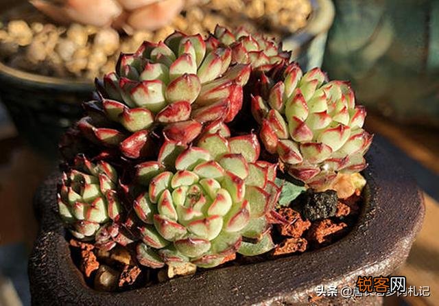 姬莲系镜莲多肉好养吗？介绍一下有哪些品种？