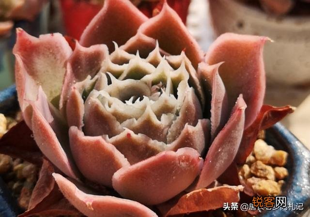 姬莲系镜莲多肉好养吗？介绍一下有哪些品种？