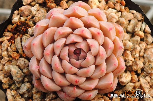 姬莲系镜莲多肉好养吗？介绍一下有哪些品种？