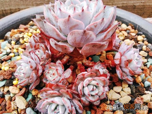 姬莲系镜莲多肉好养吗？介绍一下有哪些品种？