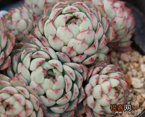 姬莲系镜莲多肉好养吗？介绍一下有哪些品种？