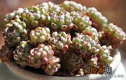 姬莲系镜莲多肉好养吗？介绍一下有哪些品种？