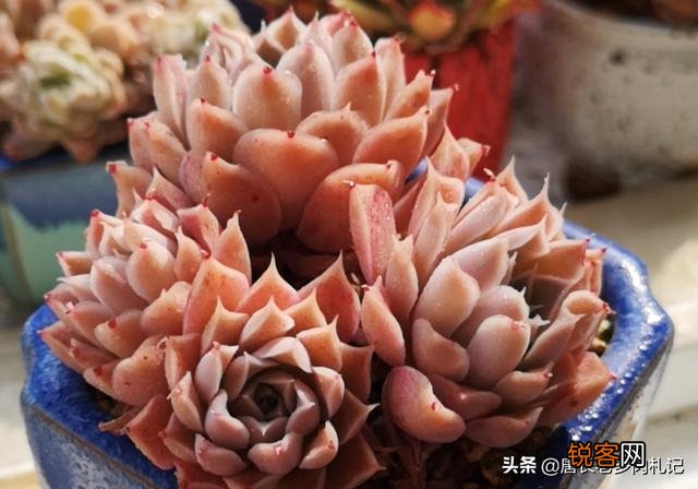 姬莲系镜莲多肉好养吗？介绍一下有哪些品种？