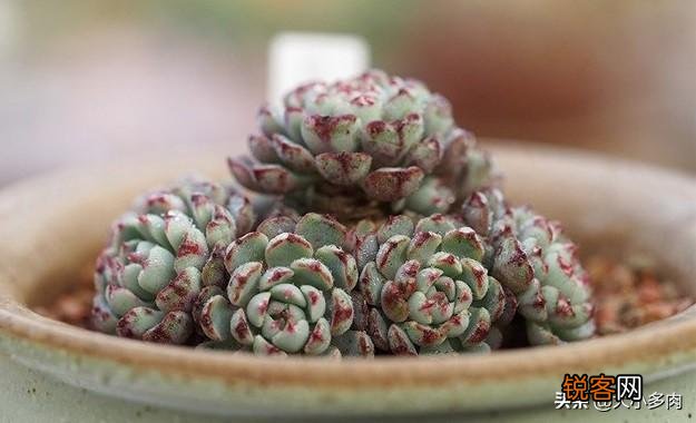 姬莲系镜莲多肉好养吗？介绍一下有哪些品种？